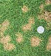 Dollar Spot